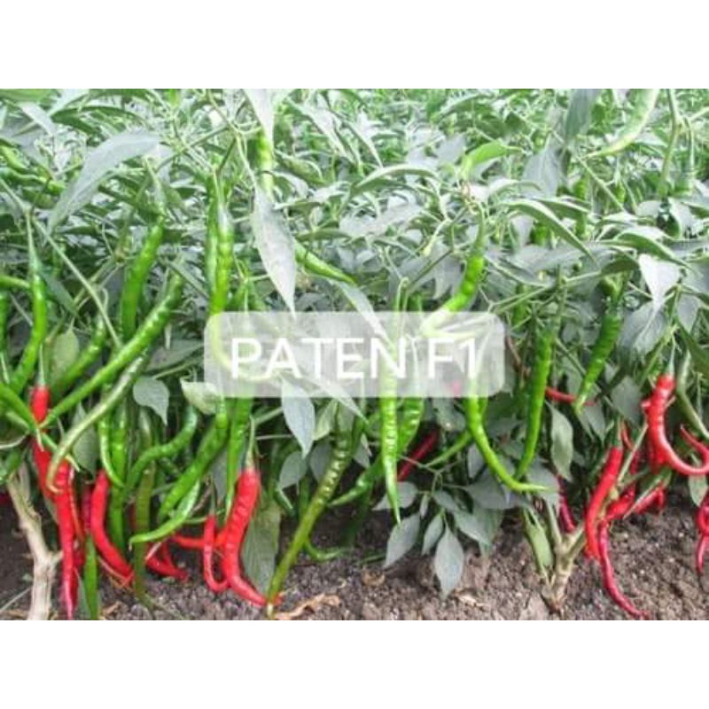 isi 10 Biji Benih Cabe Merah Keriting Hibrida PATEN F1  Toleran Virus - Bibit Cabe PATEN F1 - cabai 