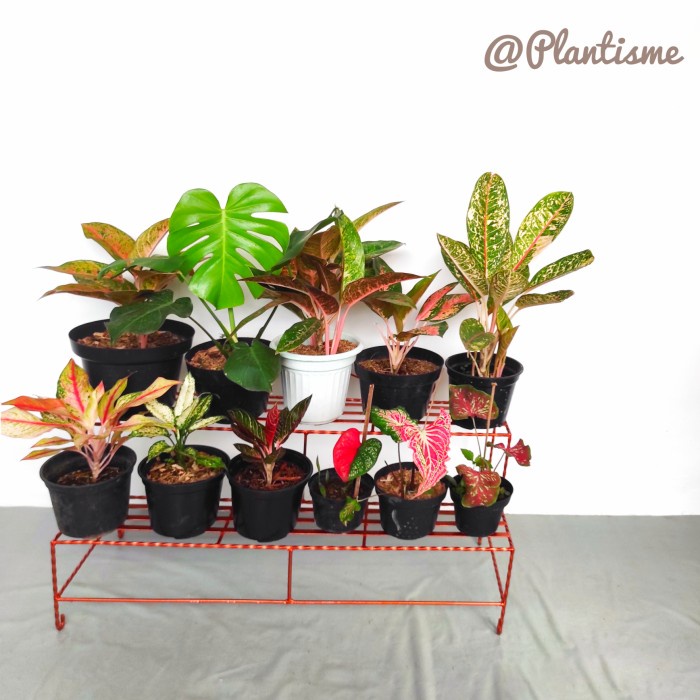 Rak - Rak Besi Tingkat Tangga Susun 2 Dekorasi Pot Bunga Tanaman Hias - Gold