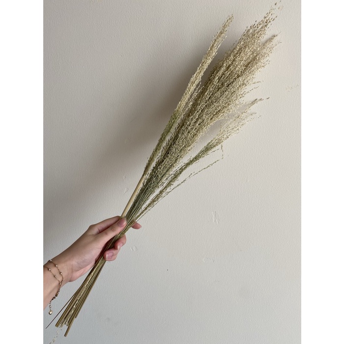 Big Sale dekorasi bunga kering rustic natural pampas