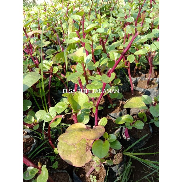 PROMO BIBIT BINAHONG MERAH - Bakul kembang