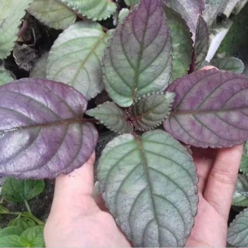 tanaman herbal,daun syaraf red flame ivy,daun remek daging - Bakul kembang