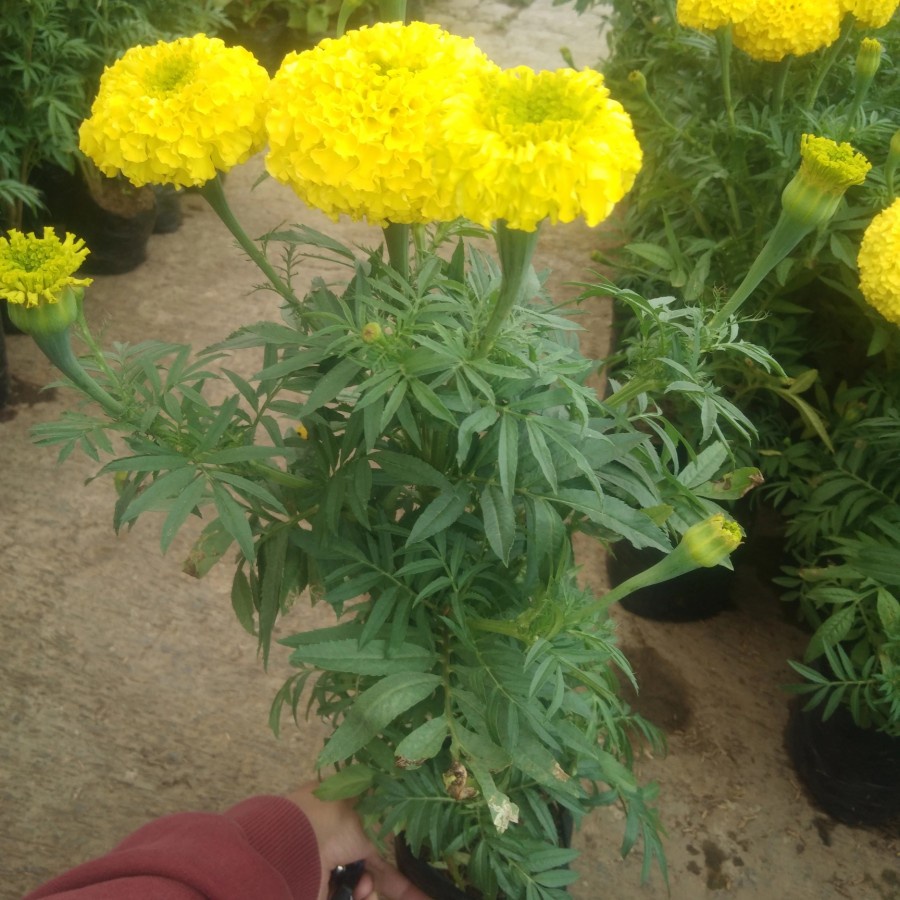 marigold bunga kuning tanaman hias holand - bakulkembang