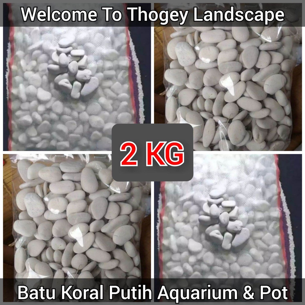 [ PROMO ] 2 kg  batu koral putih aquarium  batu koral putih taman  batu koral putih  coral putih