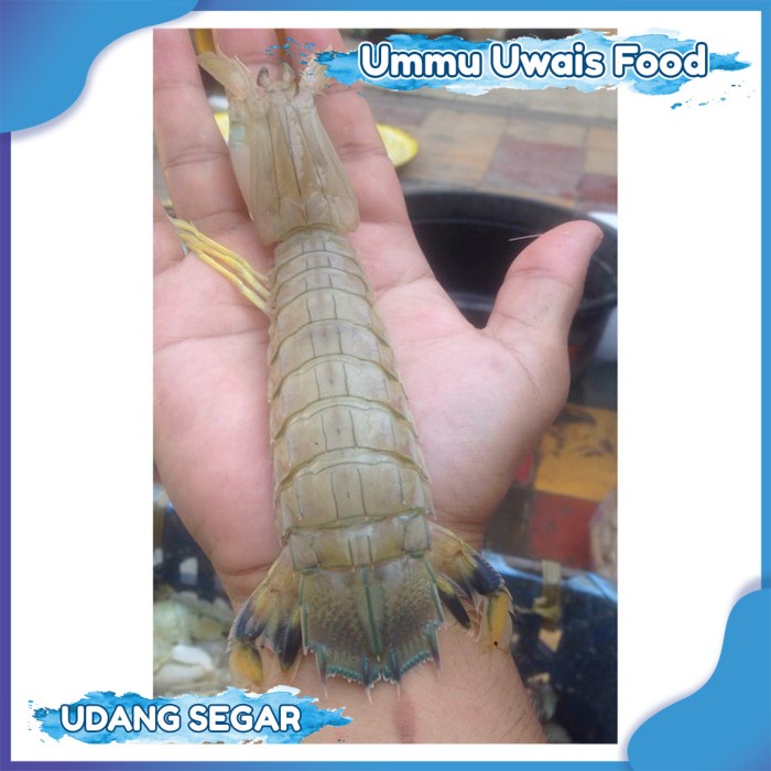 

Udang Ronggeng Segar [1 KG]
