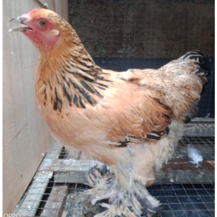 Ayam brahma buff betina usia 6 bulan ( real foto dan vidio )