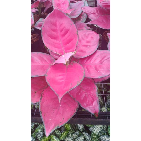 ( ORIGINAL ) bibit anakan aglonema red anjamani anakan