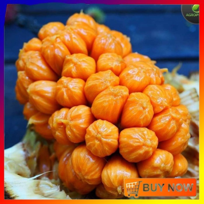 COD bibit buah cempedak king merah