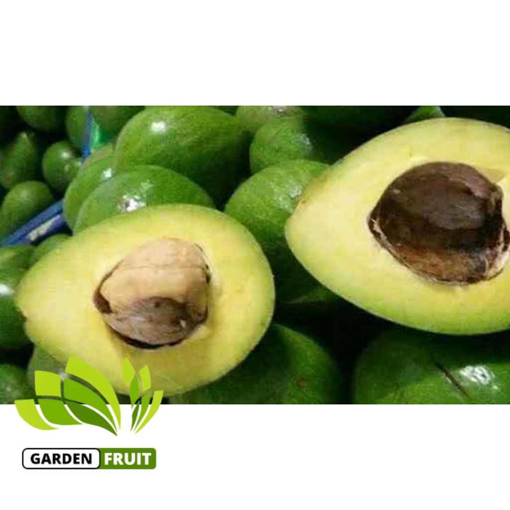 Bisa COD Bibit alpukat miki super jumboBibit alpukat miki asli unggul /alpukat metega miki asli