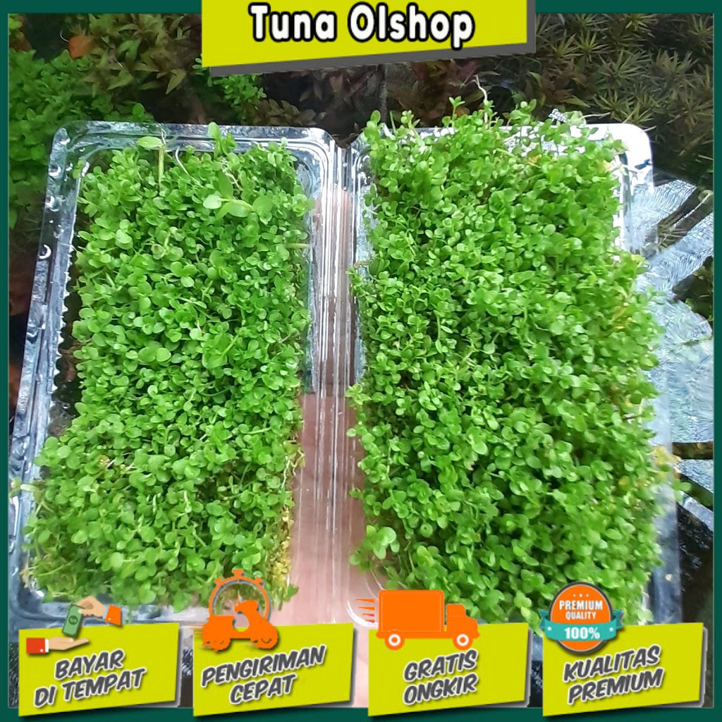 Monte Carlo porsi mica tanaman aquascape hiasan akuarium Carpet seed