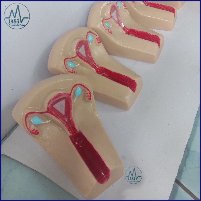 [PRODUSEN] UTERUS / RAHIM / ALAT PERAGA / PHANTOM / MANEKIN / SILICONE