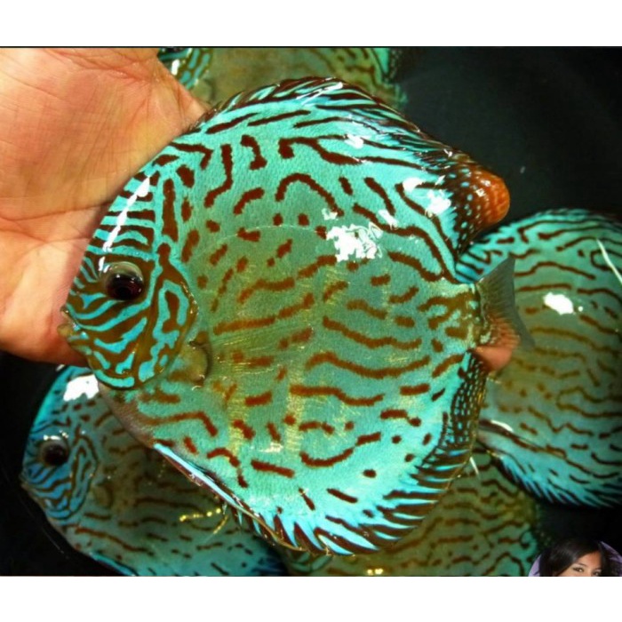 Ikan Hias Discus Jenis Blue Turquoise Ukuran 4 in