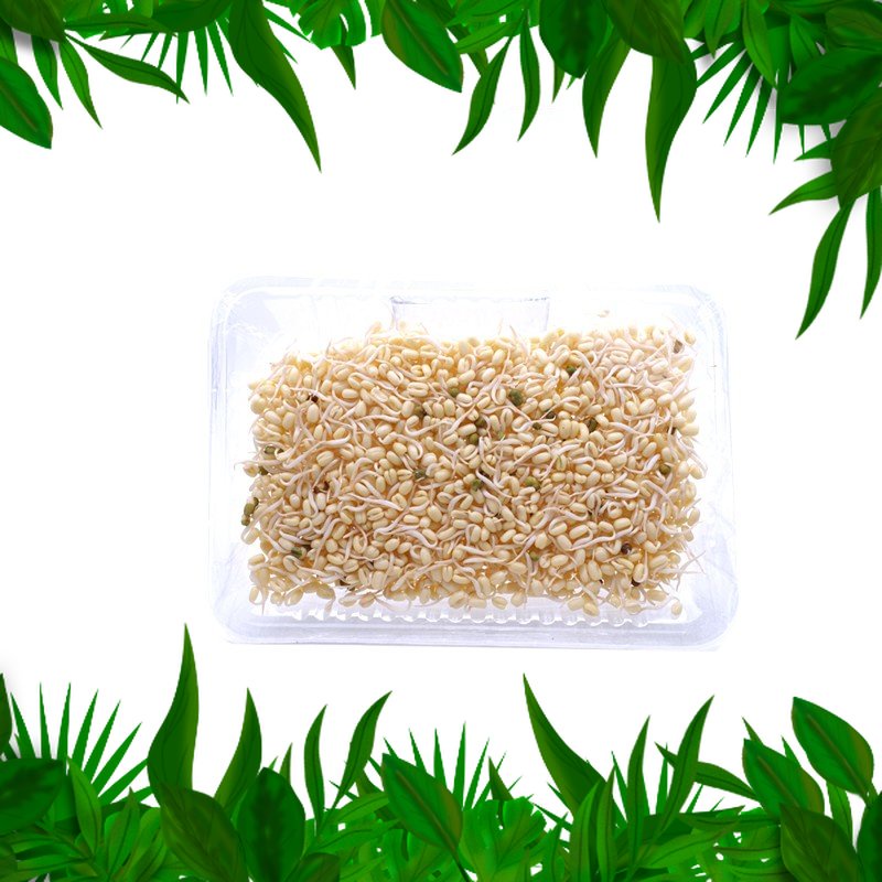 

SAYURAN FRESH NUSANTARA - Kecambah / Bean Sprout 100 Gr