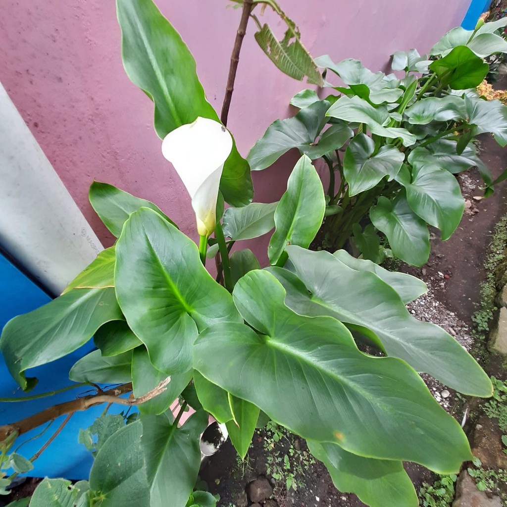 Tanaman Hias Bunga Cala Lily - Tanaman Hias Hidup Berakar dan Siap Bunga Calla Lily ( Kala Lili )