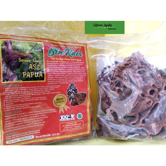 

Sarang Semut Rebus (Asli Papua) bin rais multi khasiat