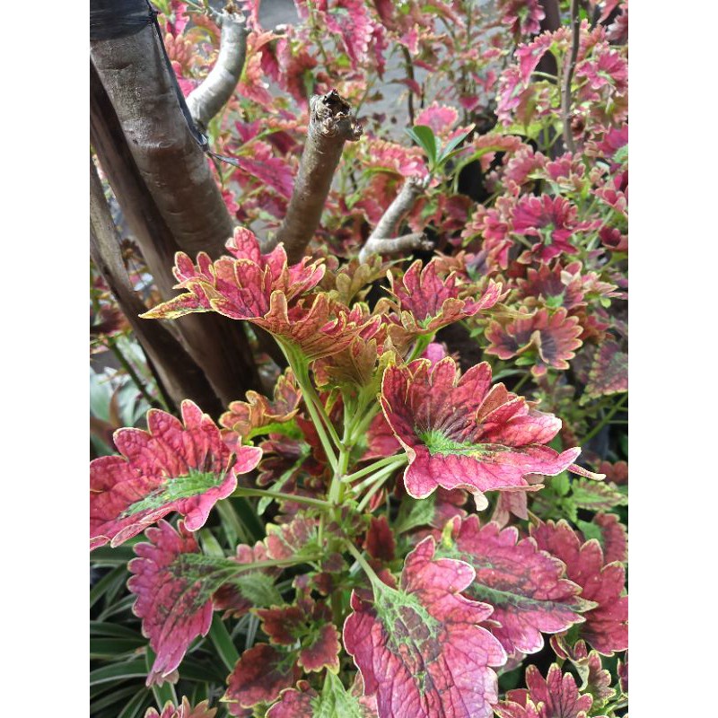 tanaman hidup!!bunga miana