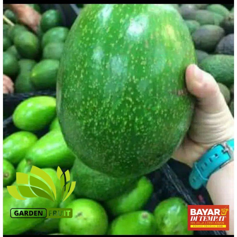 Bisa COD Bibit alpukat miki super jumboBibit alpukat miki asli unggul /alpukat metega miki asli