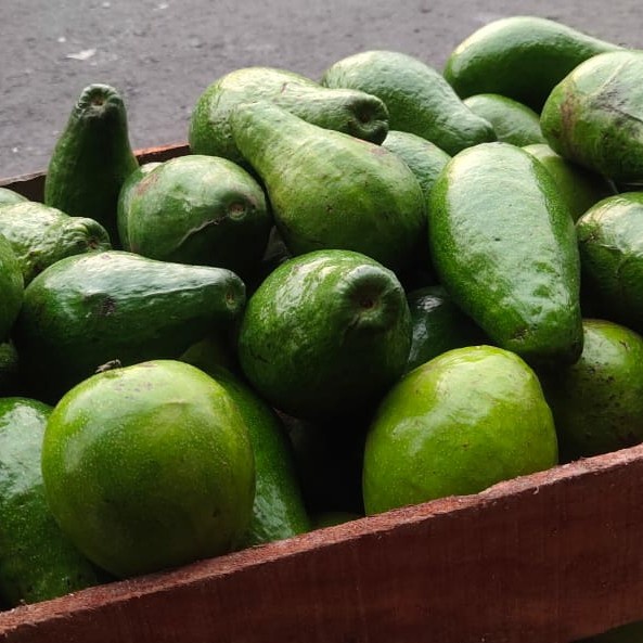 

✨NEW✨ -BUAH ALPUKAT MENTEGA LAMPUNG- 2.2.23