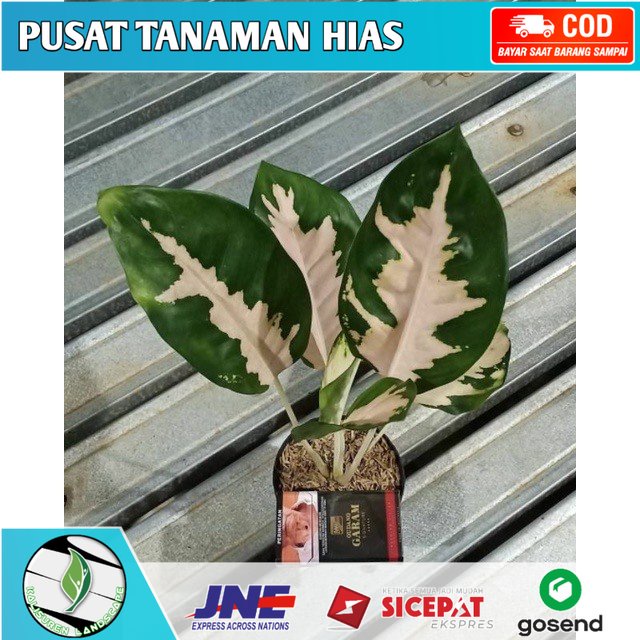 ( ANAKAN ) ANAKAN TANAMAN HIAS AGLONEMA KOCIN ESCADA/BABY KOCIN ESCADA DAUN 2-3-4