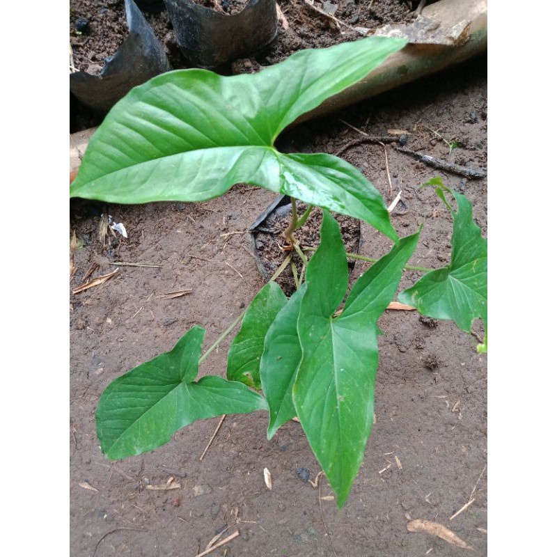 PROMO Tanaman Hias Singonium Hijau -aglonema indukan rimbun -tanaman bunga hias hidup unik murah -ta