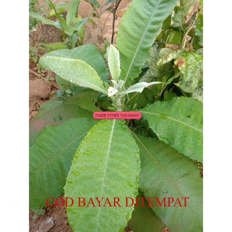 

TERMURAH terbaik herbal Daun sembung /semung 100 gram REDY LANGSUNG KIRIM