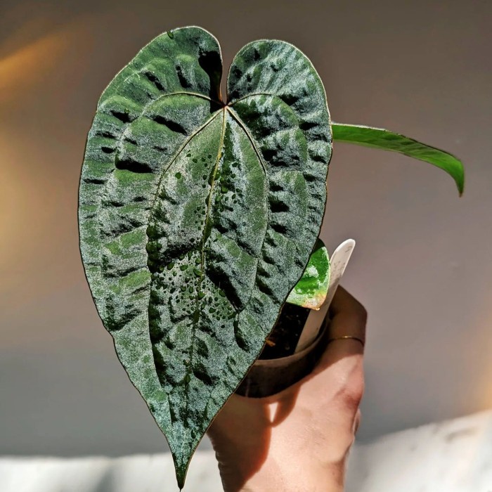 Bibit Biji anthurium ace of spades x dressleri