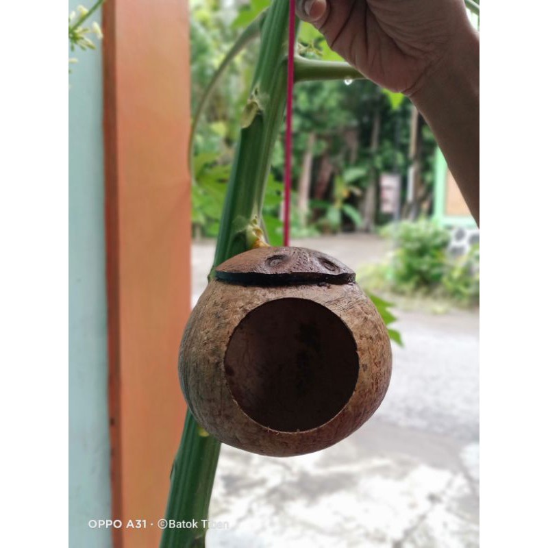 Glodok sarang burung Lovebird batok kelapa GANTUNG