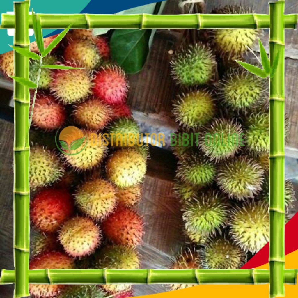 Bibit Buah Rambutan Rapiah Siap Berbunga