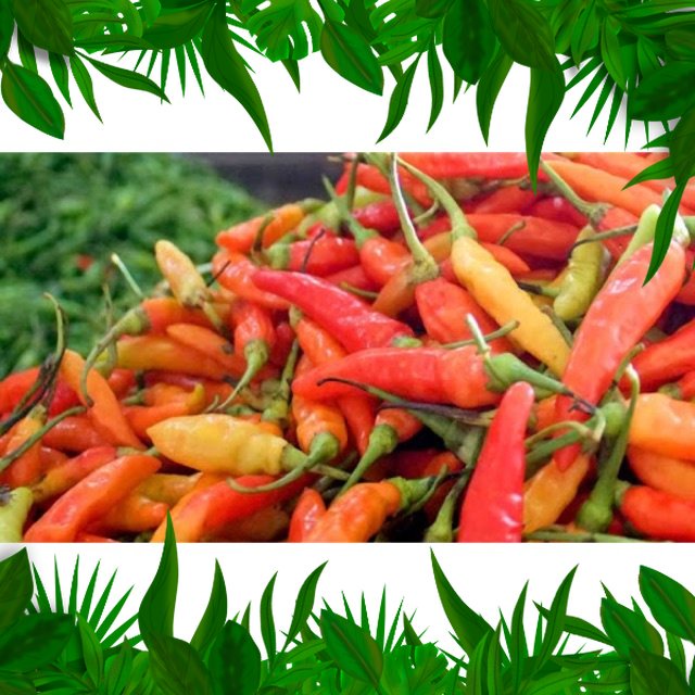 

SAYURAN FRESH NUSANTARA - CABAI RAWIT MERAH/ RAWIT SETAN