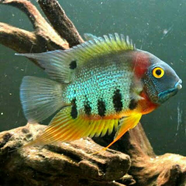 Rotkeil Heros Severum Red Headed