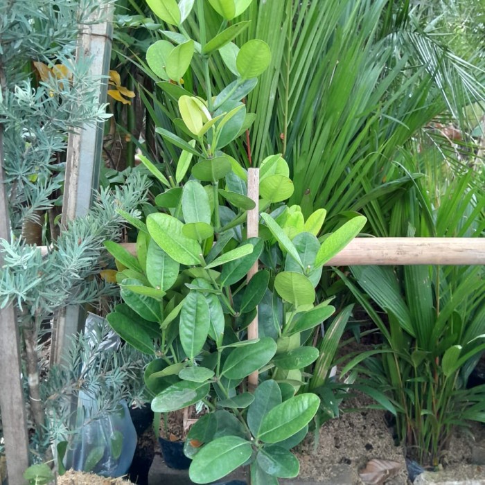 BIBIT TANAMAN FUKUGI / GARCINIA SUBELLIPTICA / NANGKA TAIWAN - Uk 75 cm