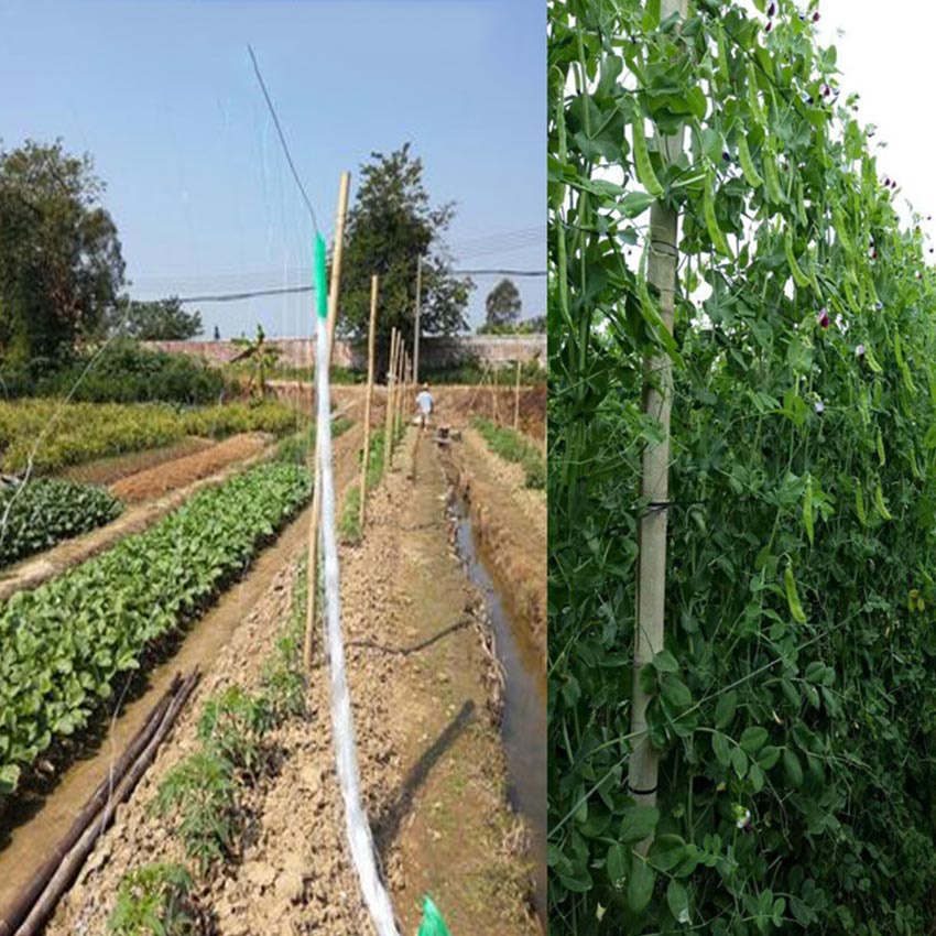 Baymarkeet Jaring Rambatan Tanaman Plant Climbing Net Jaring Tanaman Merambat