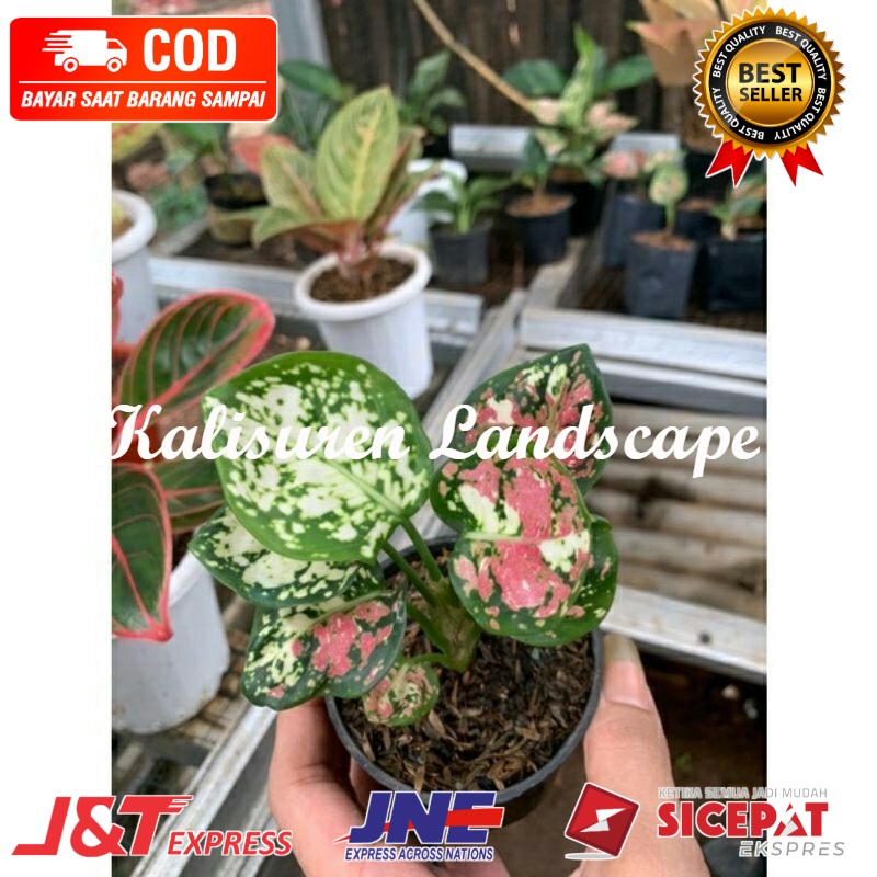 ( BEST SELLER ) BIBIT TANAMAN HIAS AGLONEMA TRICOLOUR/ANAKAN AGLONEMA TRICOLOUR