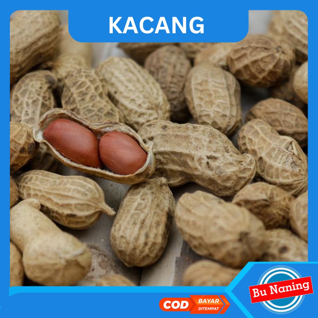 

Kacang KUAT GARUDA