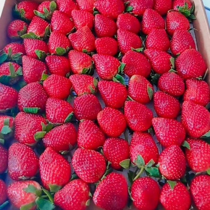 

✨NEW✨ -Strawberry Fresh Hampers - Premium Grade A - 1 kg- 2.2.23