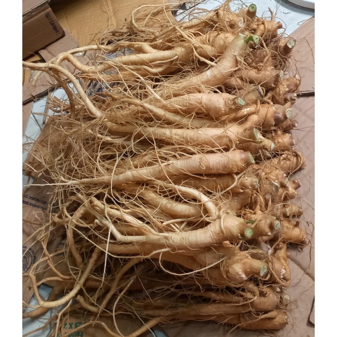 

3 Ginseng Merah Korea (Paket Hemat)