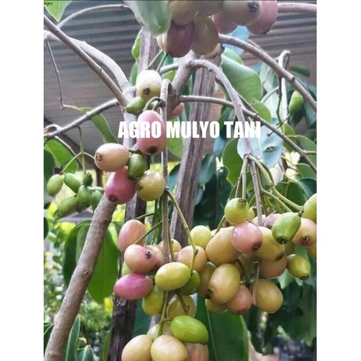 Bibit Juwet Putih Okulasi Siap Berbunga Dan Berbuah