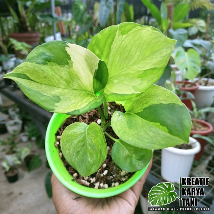 Epipremnum Manjula Golden - Manjula golden