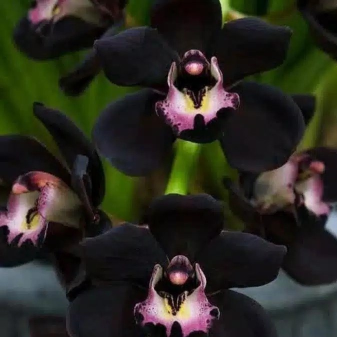 biji Anggrek Dendrobium Black Papua-Anggrek Dendro
