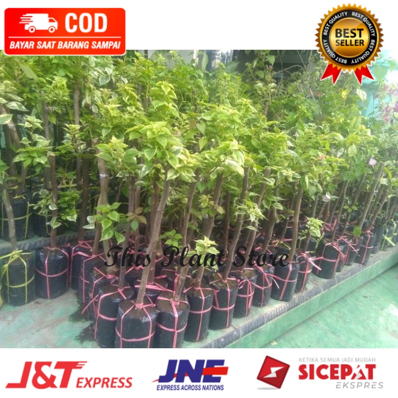 bibit Bougenville-bugenvil 3 warna