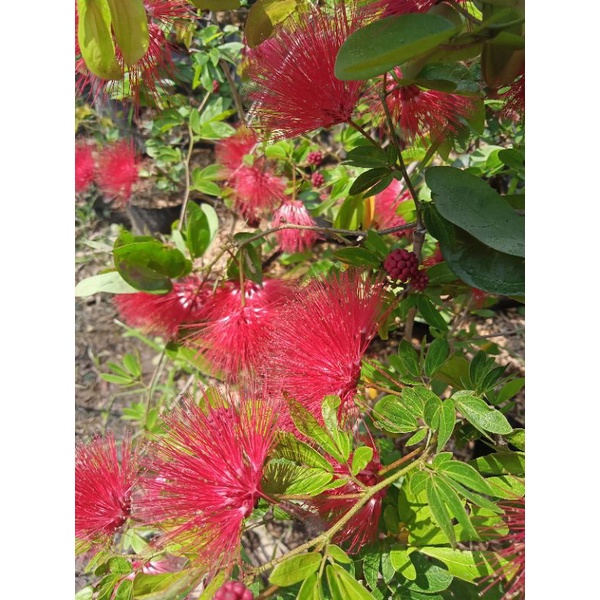 bibit bunga Kaliandra Lusiana merah murah