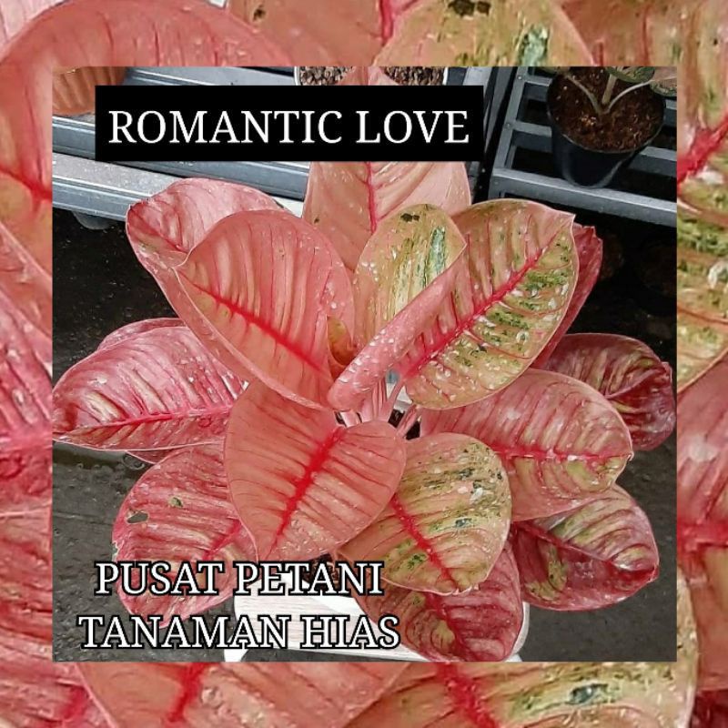 Bibit Tanaman Hias Aglonema Romantic Love/Bibit Bonggol Tanaman hias