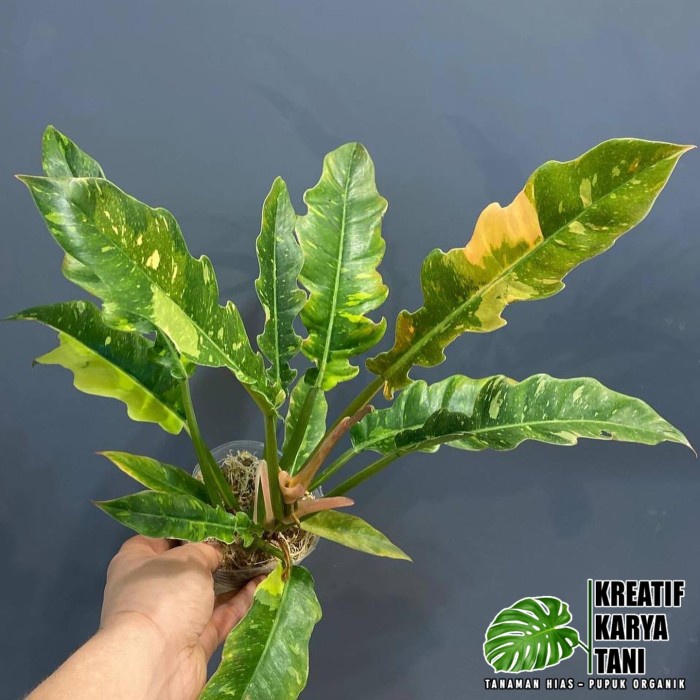 Tanaman hias philodendron ring of fire - Ring of fire varigata