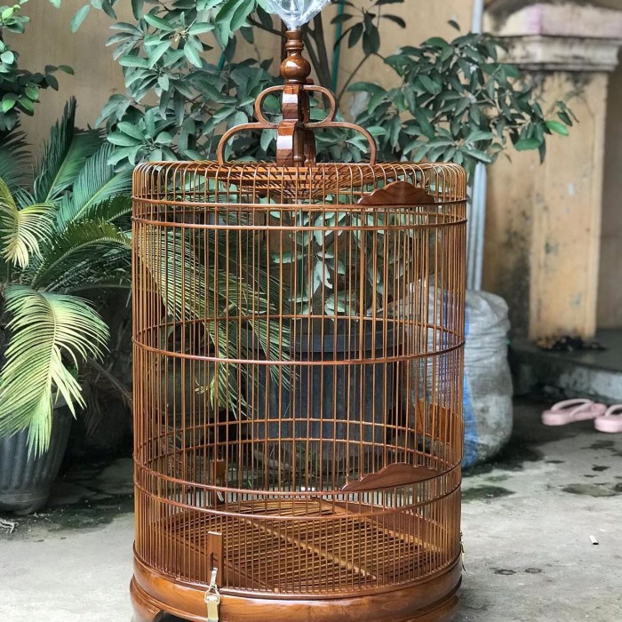 sangkar murai no2, sangkar murai jati, sangkar murai