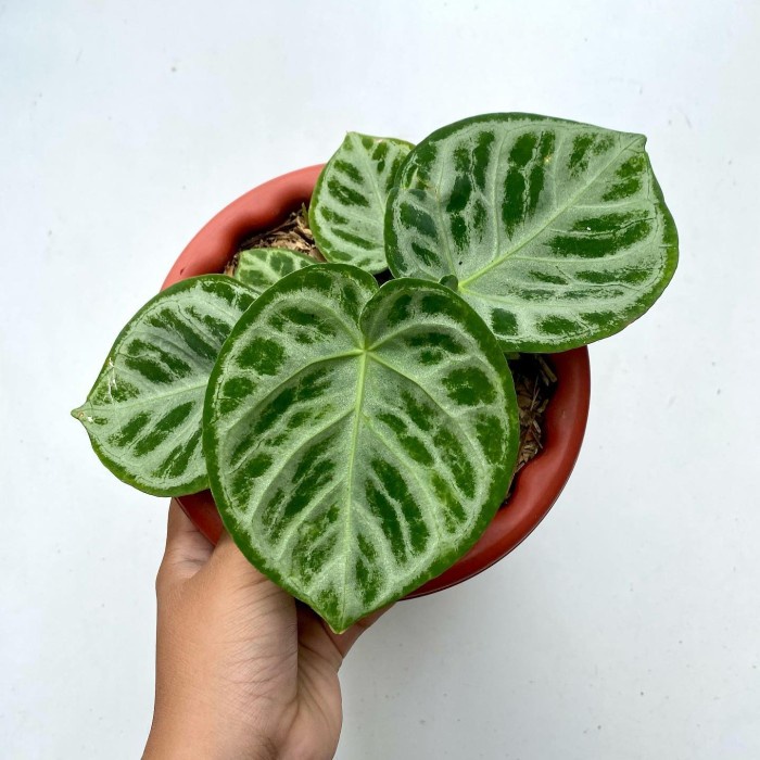 Bibit Biji anthurium dorayaki x silver chrome