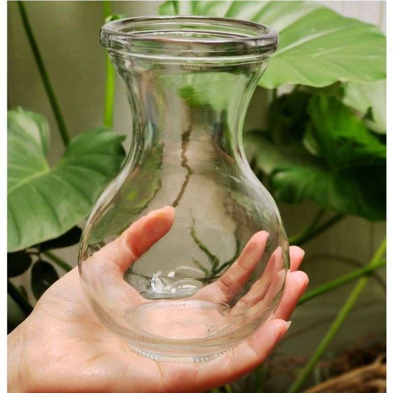 Vas Pot Kaca Tanaman Air Hidroponik Aesthetic / Sirih Gading Bambu Hoki Monstera