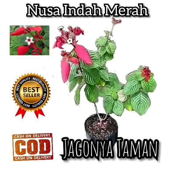 PROMO Tanaman Hias Nusa Indah Bunga Merah / Tanaman Bunga Nusa Indah Merah / Pohon Nusa Indah