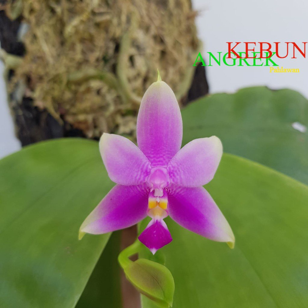 Anggrek Phalaenopsis Violacea