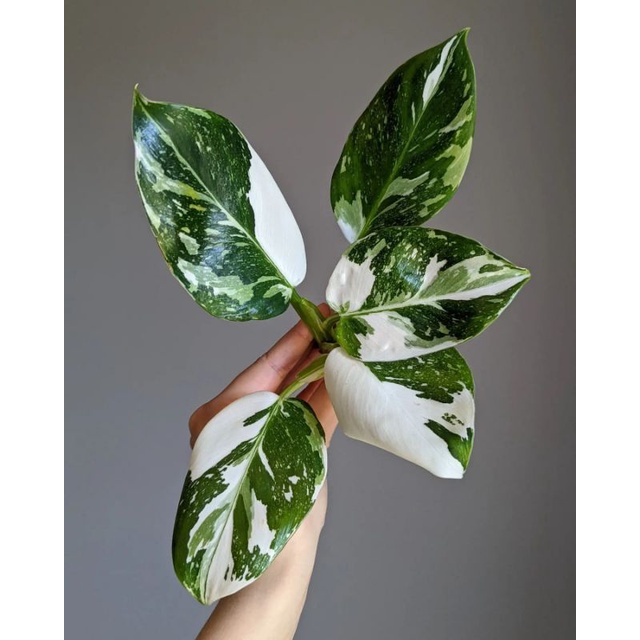 Tanaman bunga Philodendron White Wizard Mewah / Philo whit wizar / pilo wet wijard whait weit wizart