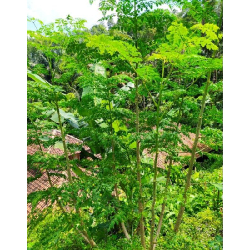 

promoDaun kelor segar 500gram fresh