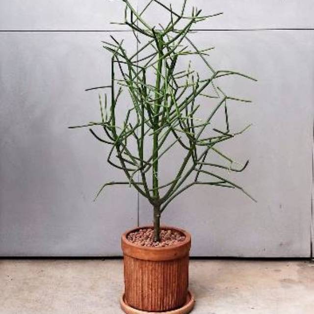 PROMO Tanaman Hias Patah Tulang -aglonema indukan rimbun -tanaman bunga hias hidup unik murah -tanam